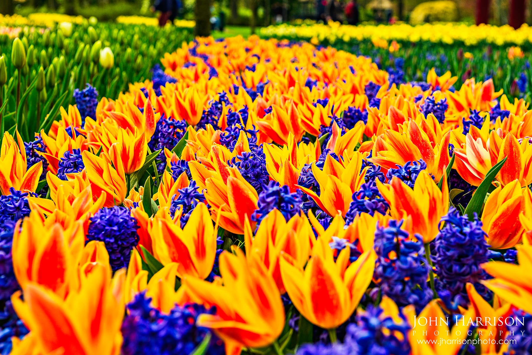Low perspective view of orange and red flame tulips mixed with purple hyacinths in Keukenhof Gardens, Lisse Netherlands during spring bloom.