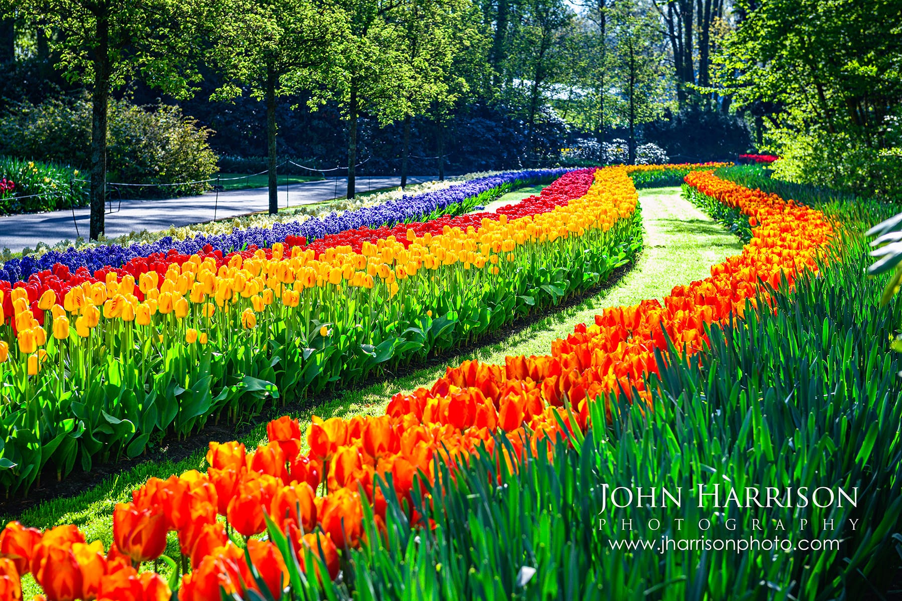 Curving rows of colorful tulips and purple hyacinths forming flowing patterns in Keukenhof Gardens, Netherlands during spring.