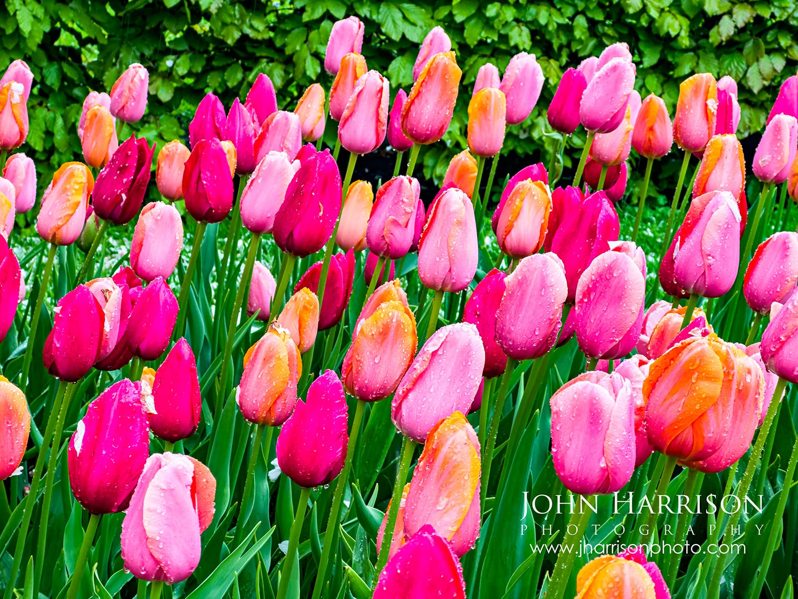 Pink tulips covered in raindrops at Keukenhof Gardens in Lisse Netherlands, photographed May 9 showing late season blooms in spring.