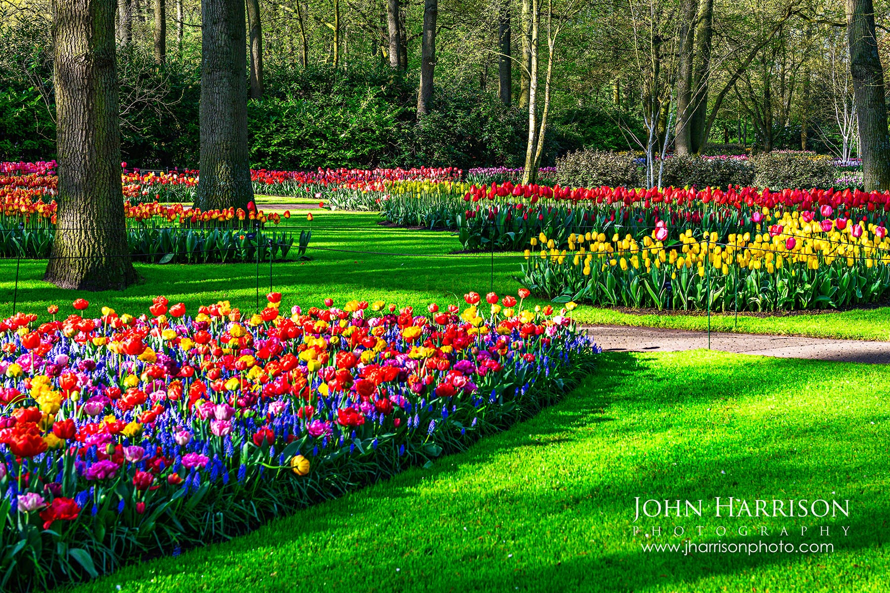 Layered rows of red, yellow, and pink tulips in a shaded woodland area of Keukenhof Gardens, Netherlands.