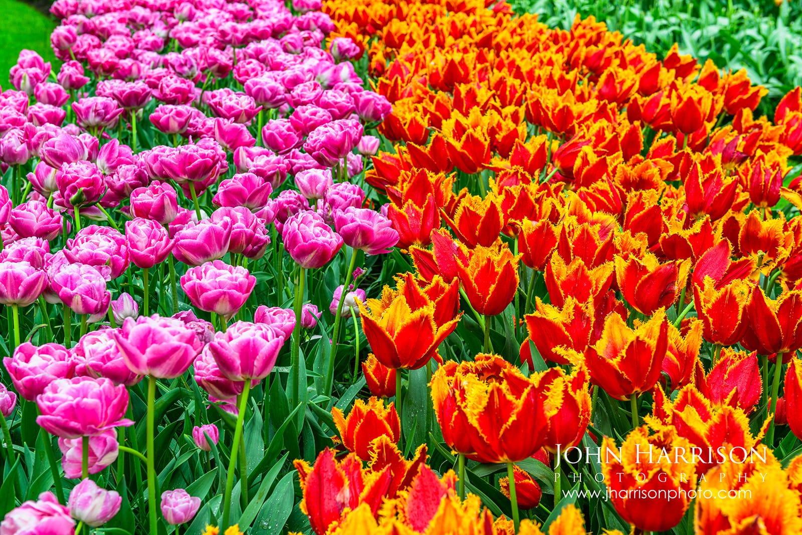 pink tulips beside red and yellow fringed tulips at Keukenhof Gardens Netherlands May 2026 colorful contrast