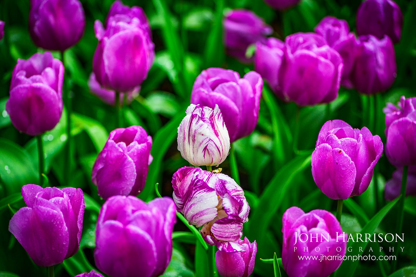 pink and white tulip with raindrops surrounded by purple tulips at Keukenhof Gardens Netherlands May 2026