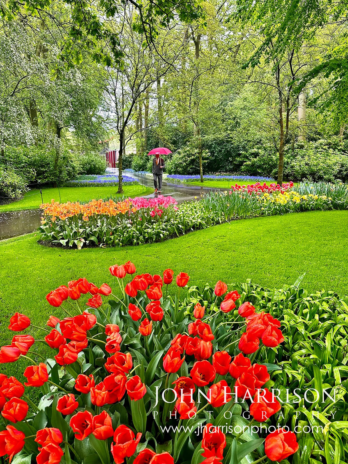 Man with red umbrella walking through rain-soaked tulip gardens at Keukenhof in Lisse Netherlands, surrounded by colorful spring flowers and lush green landscape.