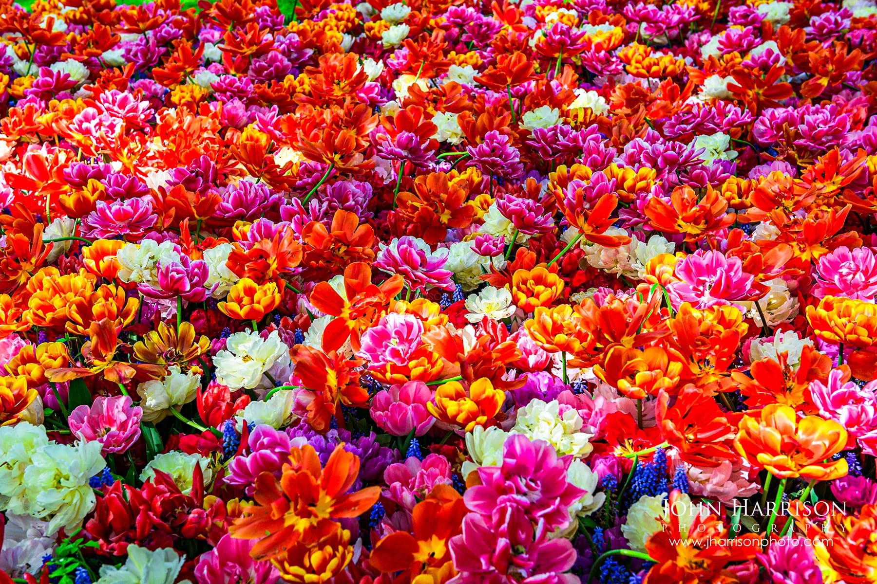 Dense field of multicolored tulips in shades of red, pink, orange, and white blooming at Keukenhof Gardens in Lisse Netherlands during spring.