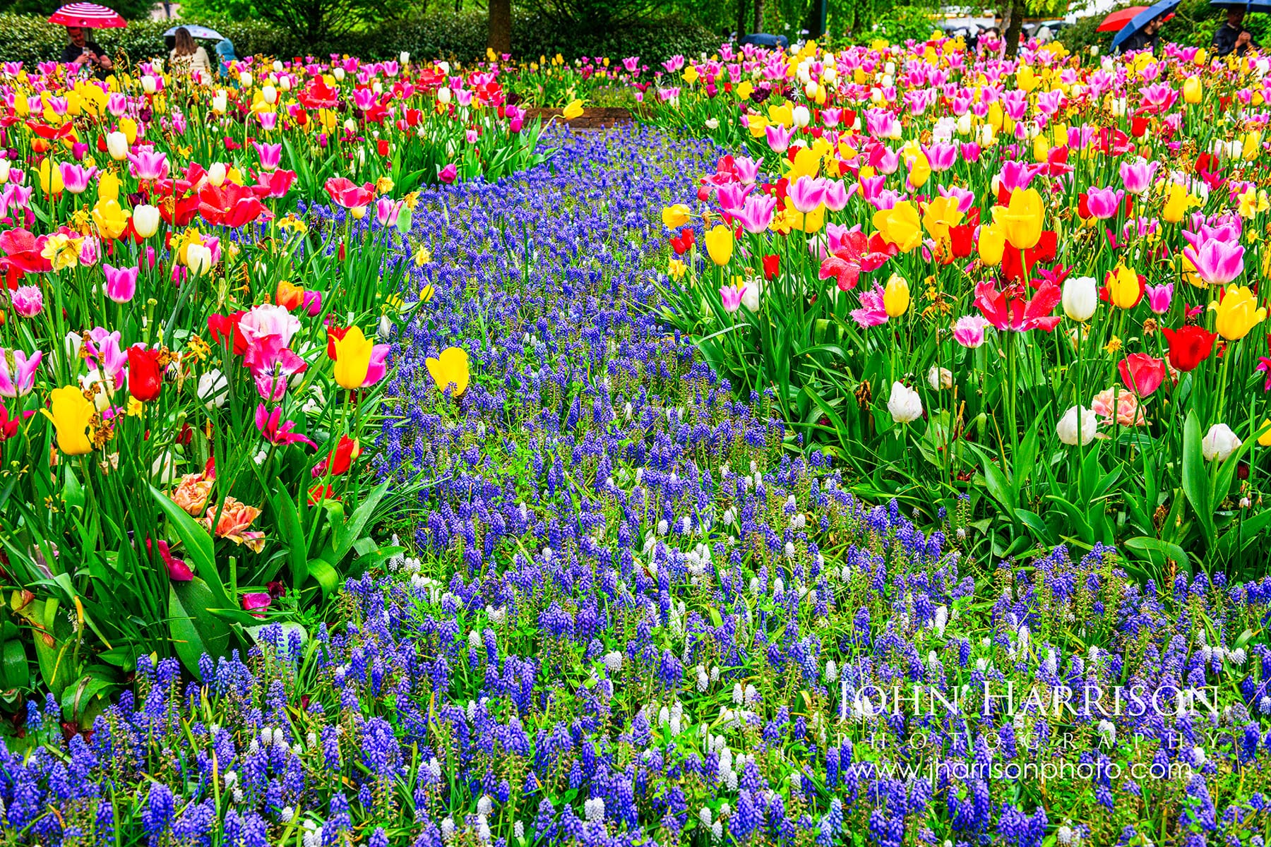 Keukenhof tulips past peak with fading blue muscari in late season May Netherlands