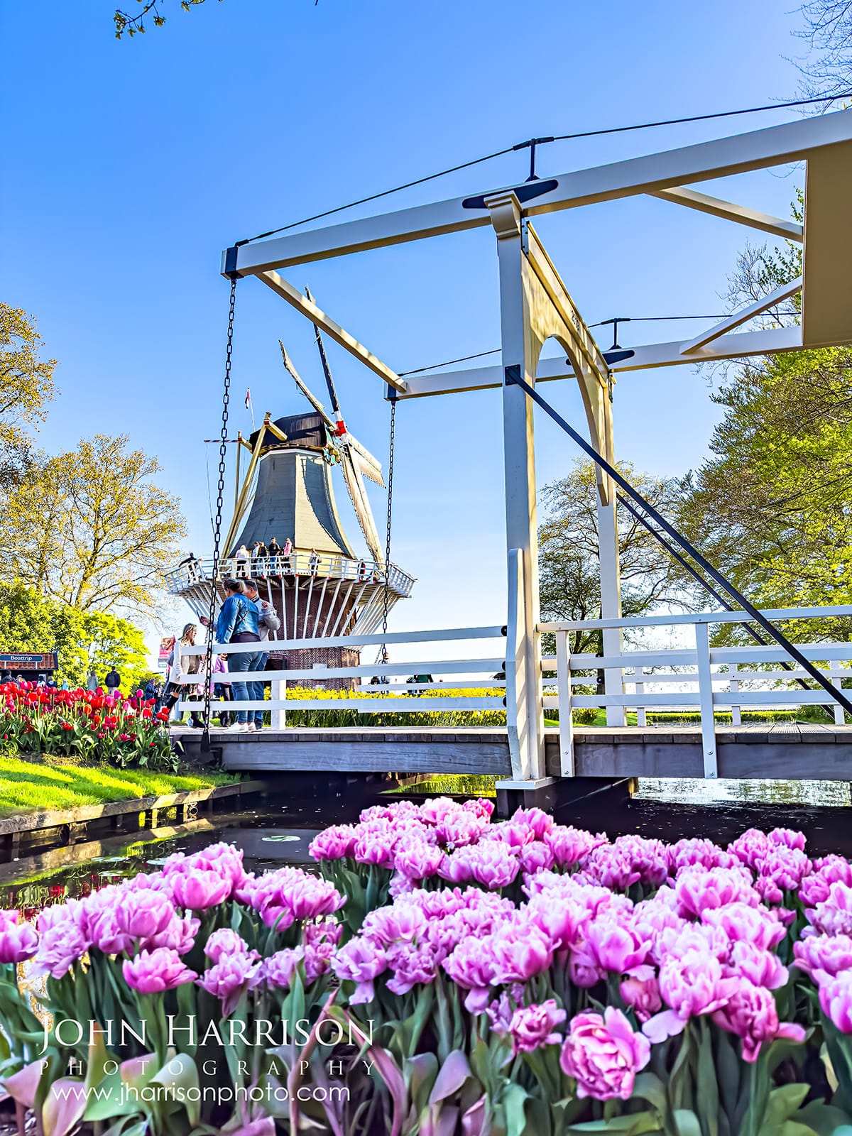 Pink tulips near a canal and traditional Dutch bridge with windmill at Keukenhof Gardens in Lisse Netherlands during spring.