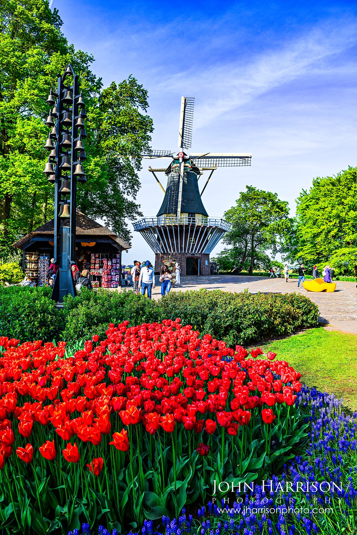 Colorful red tulips and blue grape hyacinths in bloom at Keukenhof Gardens windmill in the Netherlands during spring tulip season.