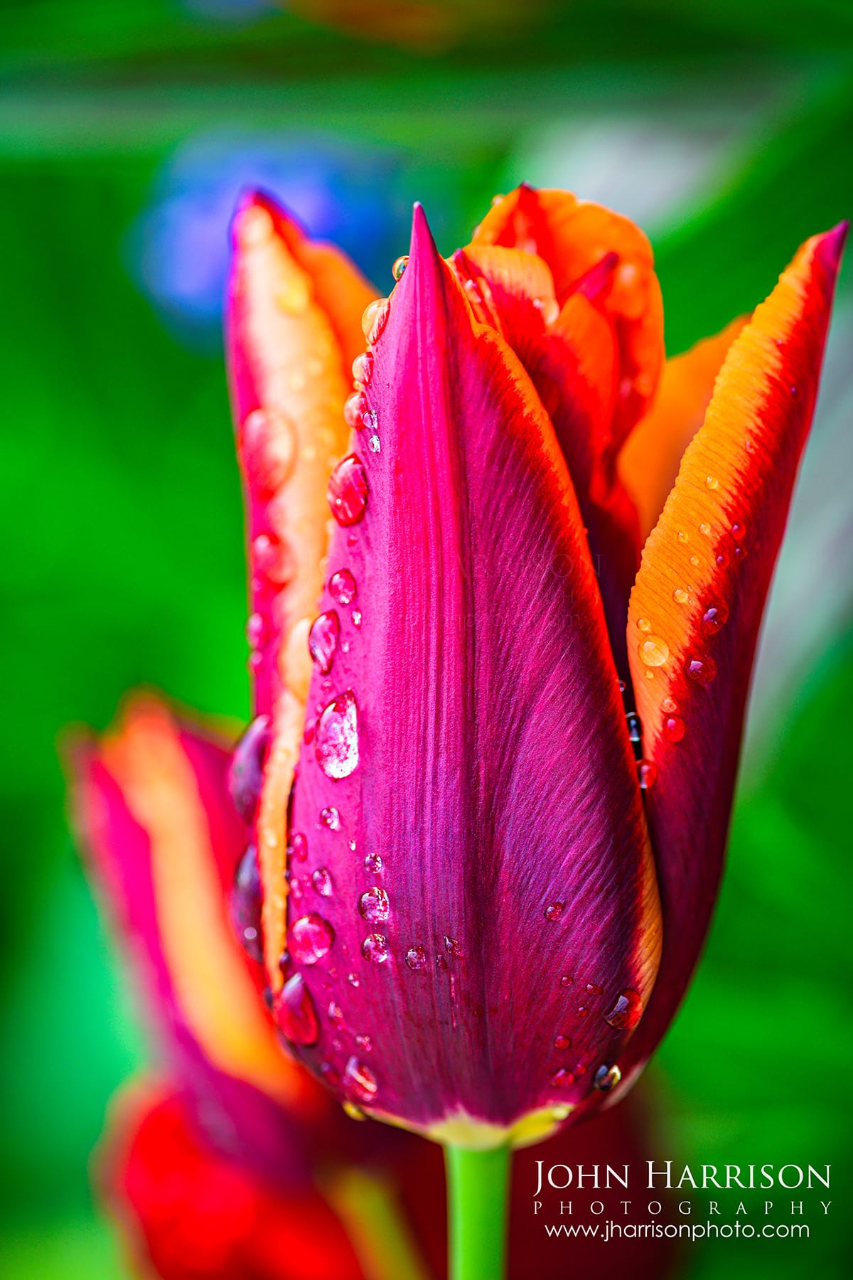 Close-up of red, magenta, and orange tulip covered in raindrops at Keukenhof Gardens in Lisse Netherlands, photographed during spring rain with soft green background.