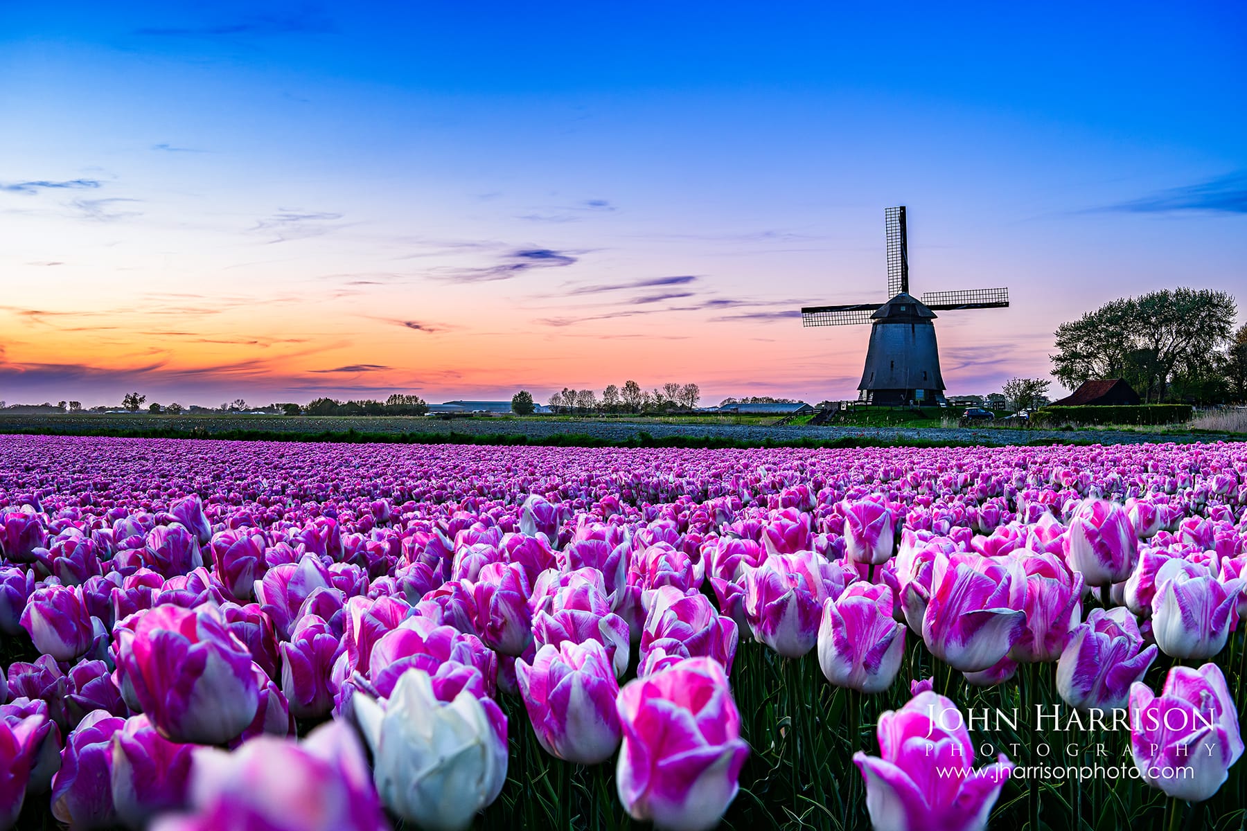 Pink and white tulip fields glowing beneath a colorful sunset sky with a historic Dutch windmill near Alkmaar in North Holland, Netherlands, capturing the beauty of spring in the Dutch countryside.