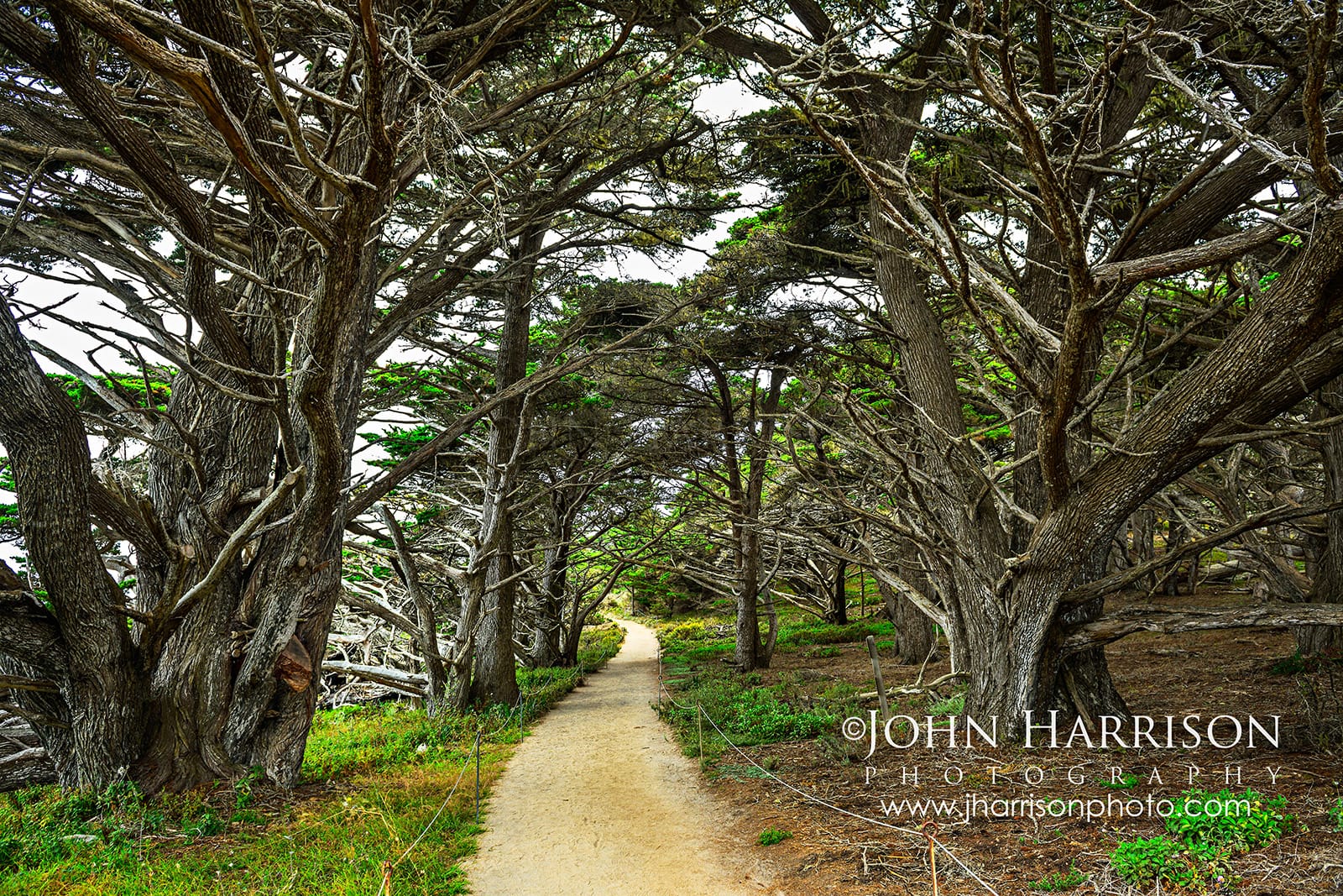 Cypress Grove Trail winds beneath old Monterey cypress trees at Point Lobos State Natural Reserve on the California coast.