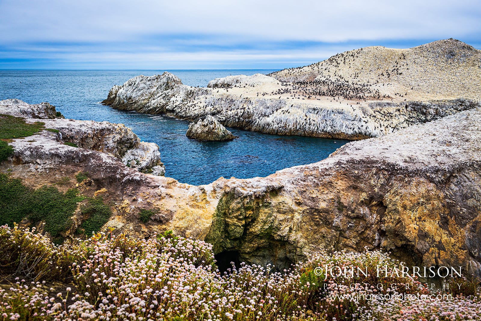 Bird Island seabird colony at Point Lobos State Natural Reserve, viewed across the Pacific with coastal wildflowers in the foreground.