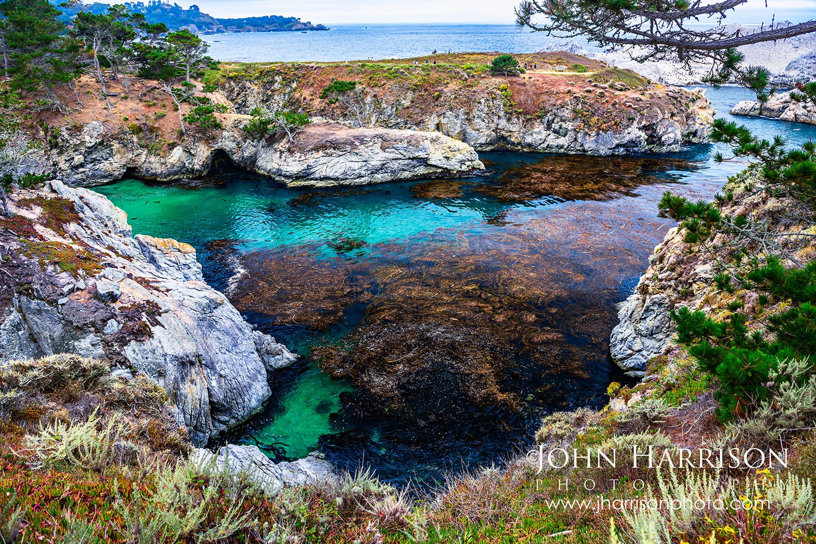 Turquoise water and floating kelp in China Cove at Point Lobos State Natural Reserve, California