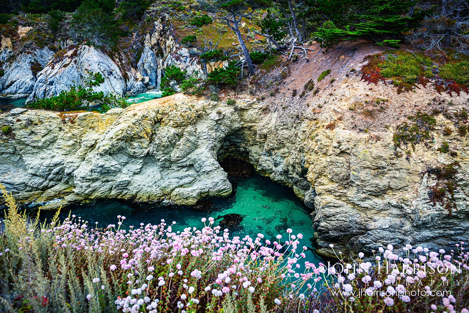 Turquoise Pacific water beneath rocky cliffs near China Cove and Bird Island at Point Lobos, framed by pink wildflowers and Monterey cypress trees.