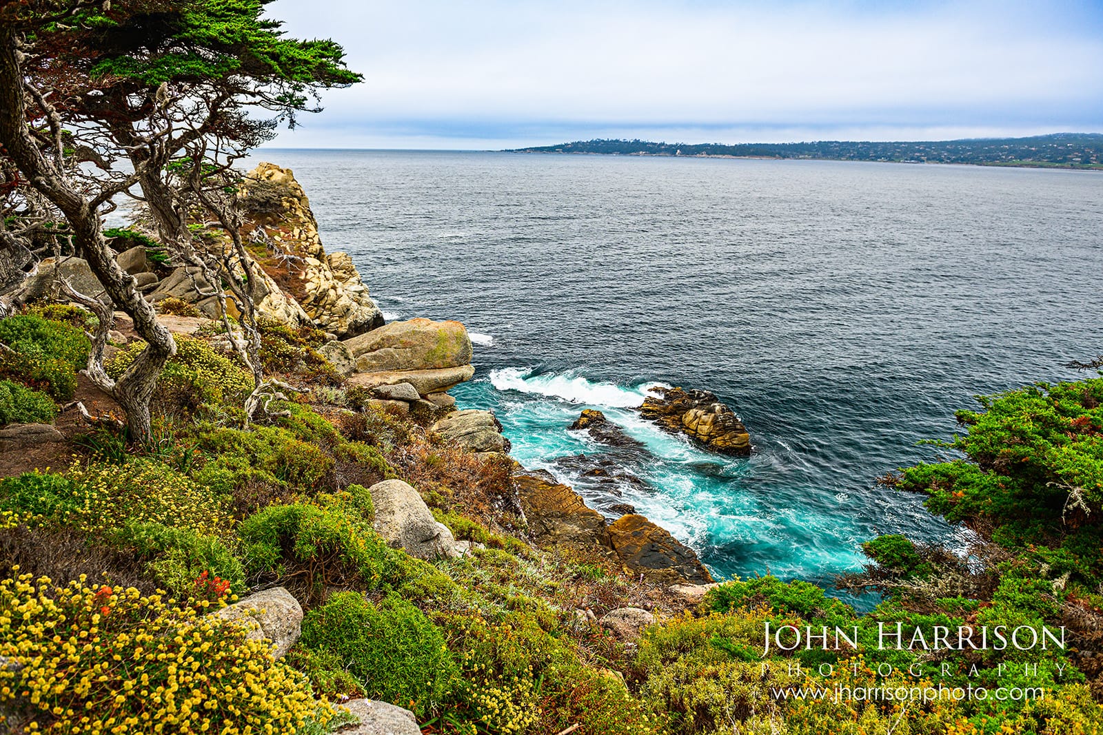 Monterey cypress, wildflowers and blue Pacific Ocean near Cypress Cove at Point Lobos, California.