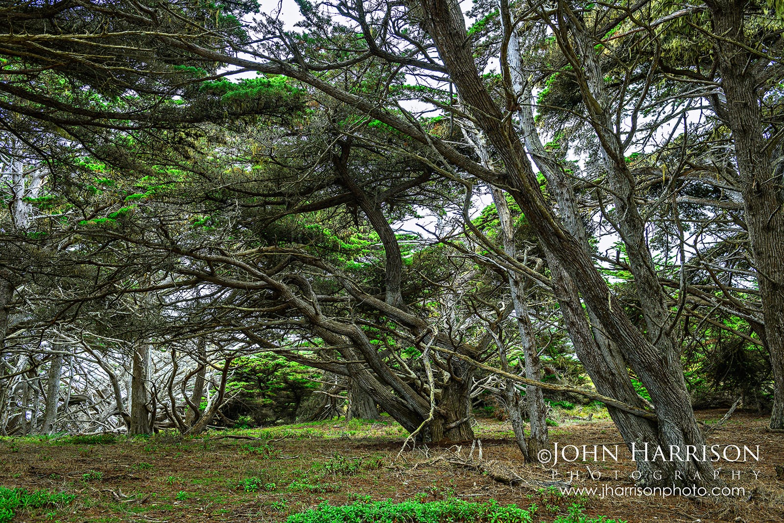 Weathered Monterey cypress trees along the Cypress Grove Trail at Point Lobos State Natural Reserve, California.