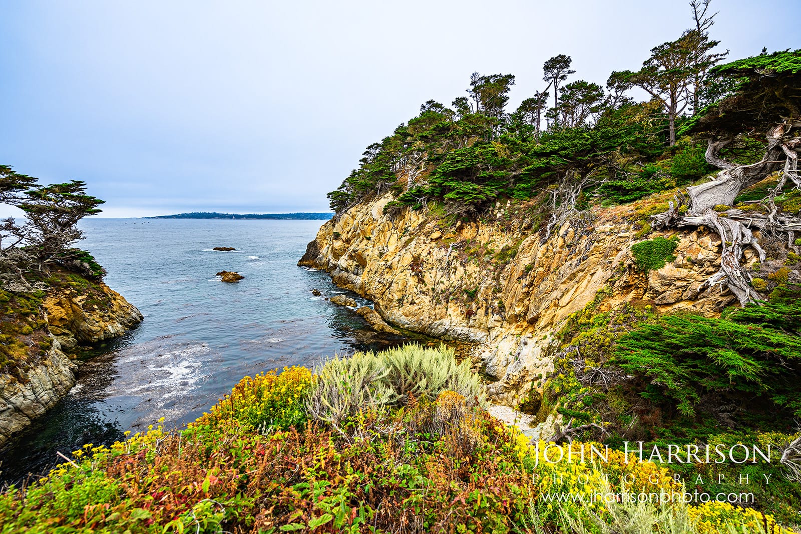 Old Veteran near Cypress Cove at Point Lobos, with windswept Monterey cypress, golden rocky cliffs and yellow wildflowers overlooking the Pacific Ocean.
