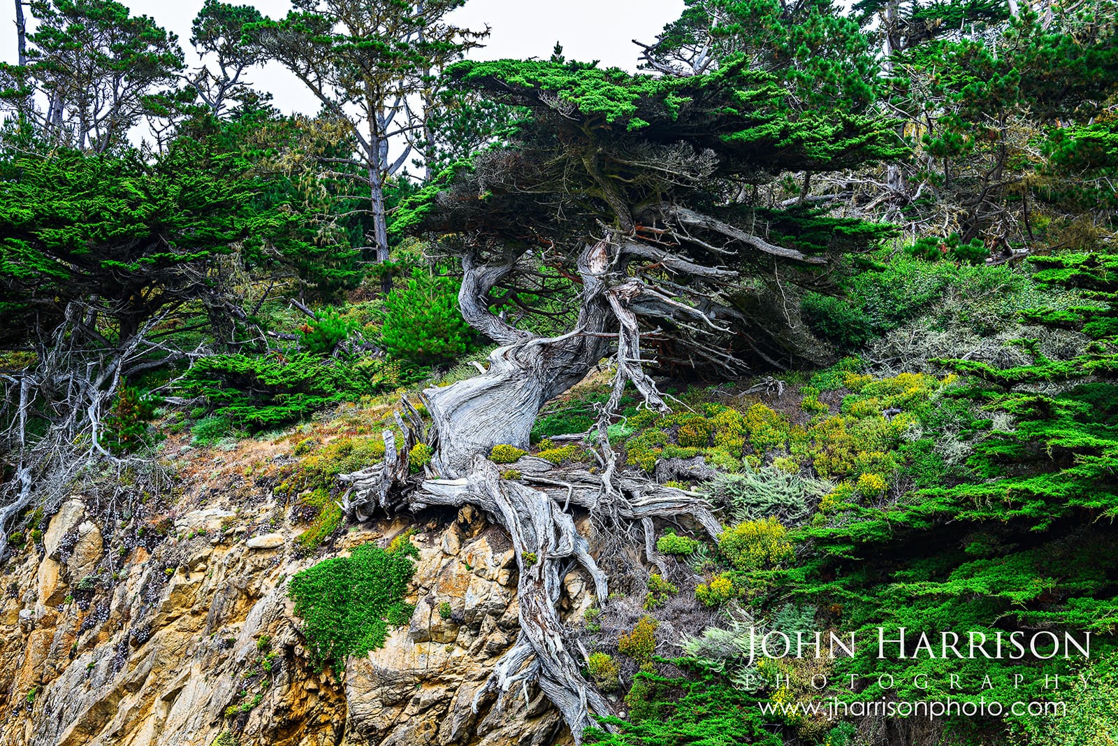 The Old Veteran, a wind-sculpted Monterey cypress tree along the Cypress Grove Trail at Point Lobos State Natural Reserve, California.