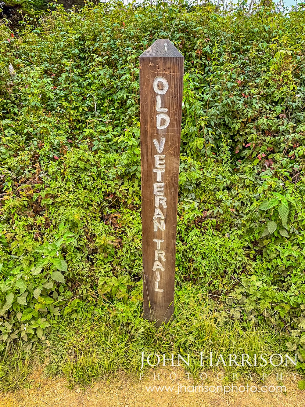 Wooden Old Veteran Trail sign at Point Lobos showing visitors where to find the Old Veteran near the Cypress Grove Trail.