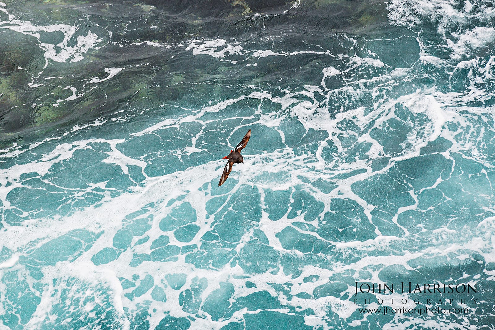 Pigeon Guillemot with bright red feet flying above turquoise Pacific waves and white sea foam at Point Lobos State Natural Reserve in California.