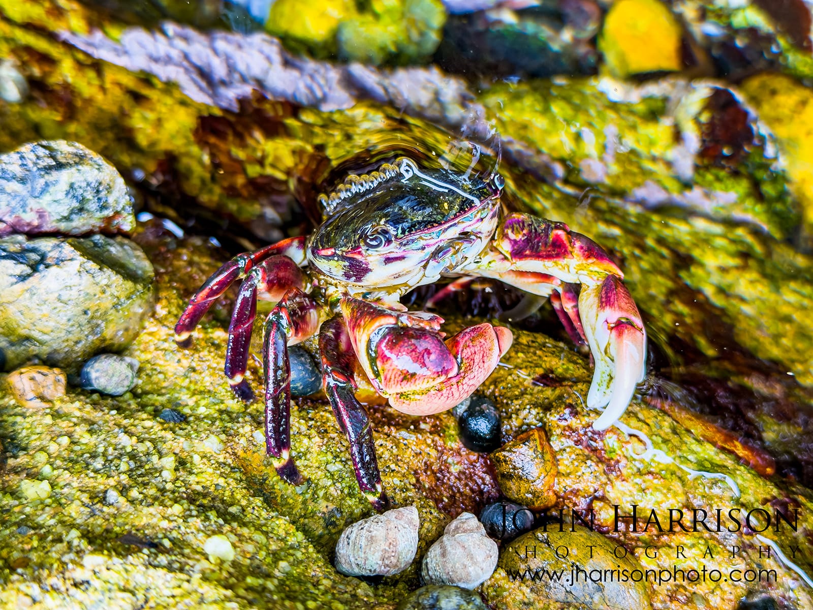 Colorful shore crab among wet rocks and pebbles at low tide on Weston Beach in Point Lobos State Natural Reserve, California. Captured on iPhone 17 Pro Max macro