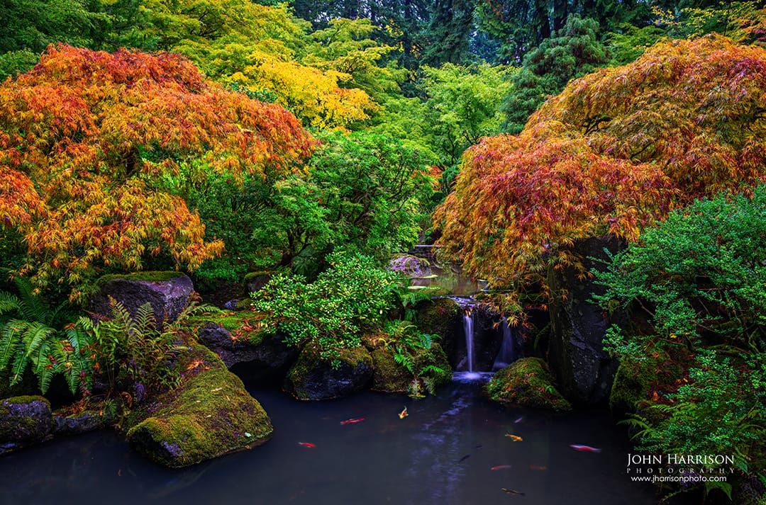 Large autumn Japanese garden wall art photographed at the Portland Japanese Garden in Oregon, featuring maple trees, koi pond, and waterfall