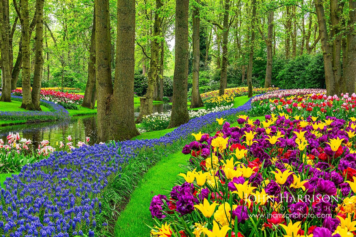 Keukenhof Gardens in early May 2026 showing tulips and muscari still blooming along a canal in the Netherlands