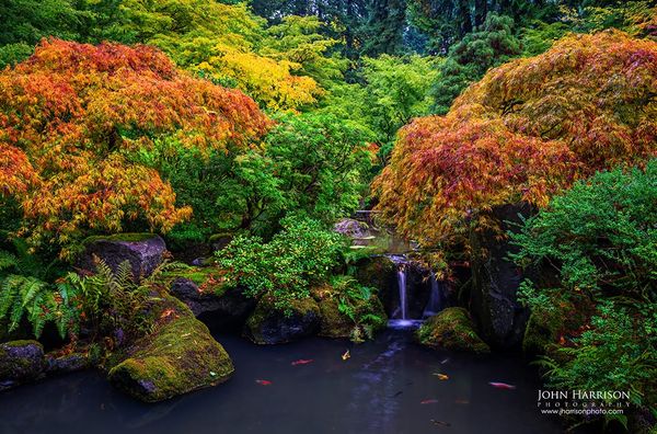 Large autumn Japanese garden wall art photographed at the Portland Japanese Garden in Oregon, featuring maple trees, koi pond, and waterfall