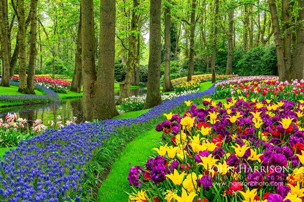 Keukenhof Gardens in early May 2026 showing tulips and muscari still blooming along a canal in the Netherlands