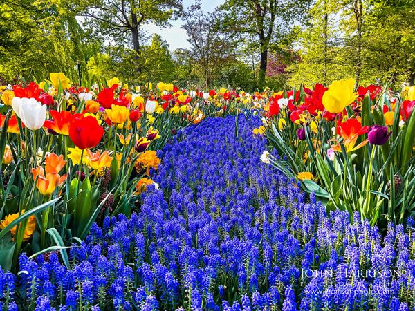 Colorful tulips surrounding a blue river of muscari grape hyacinths at Keukenhof Gardens Netherlands in peak spring bloom.