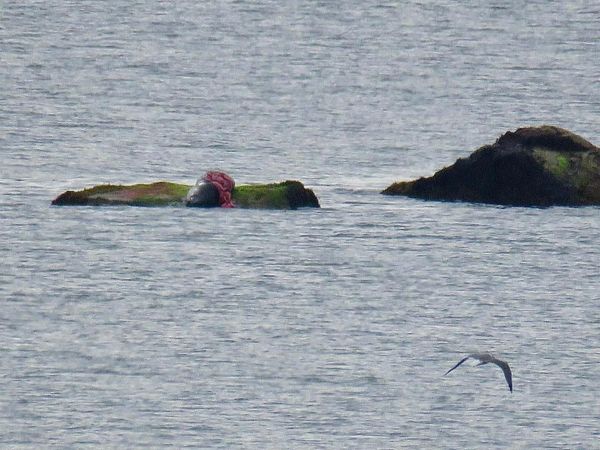 Shark Activity Prompts Beach Closures in Plymouth