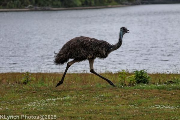 Runaway Emu “Walter” Sparks Multi-Town Chase Before Safe Return in Marstons Mills