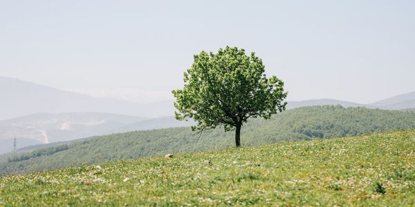A landscape photo of rolling green hills, with a single isolated tree in the foreground.