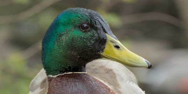 A duck's head with its beak pointing to the left