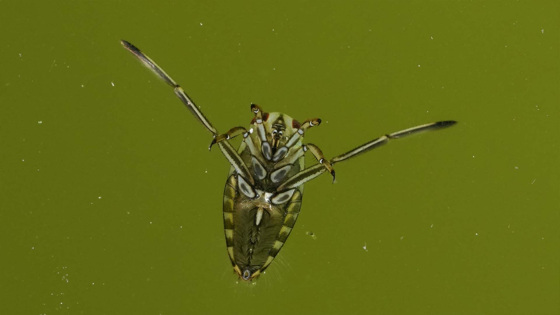 A close-up of a backswimmer bug swimming in greenish pool water, showcasing its slim body and long legs, highlighting the presence of potentially painful biting bugs in pools.