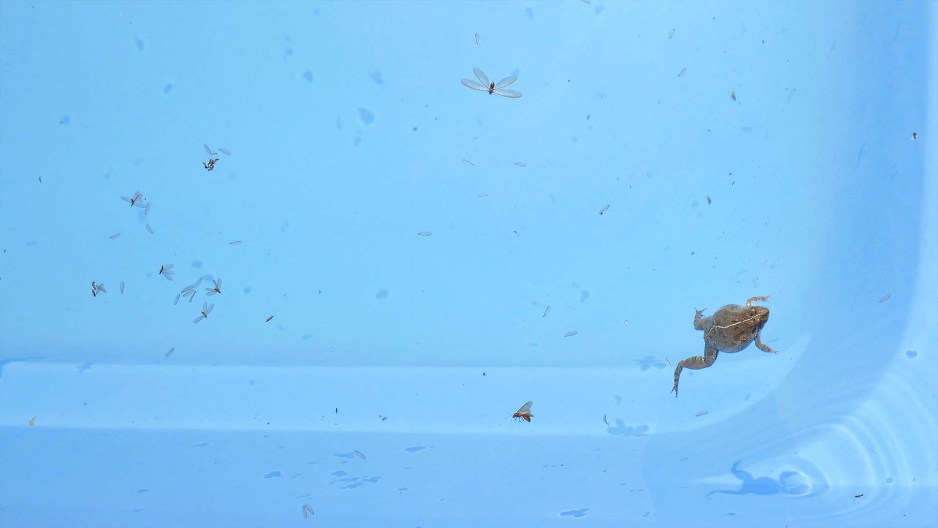 A pool with a frog swimming among various bugs like dragonflies and small insects, illustrating the presence of unwanted pests that can invade pools and require removal.