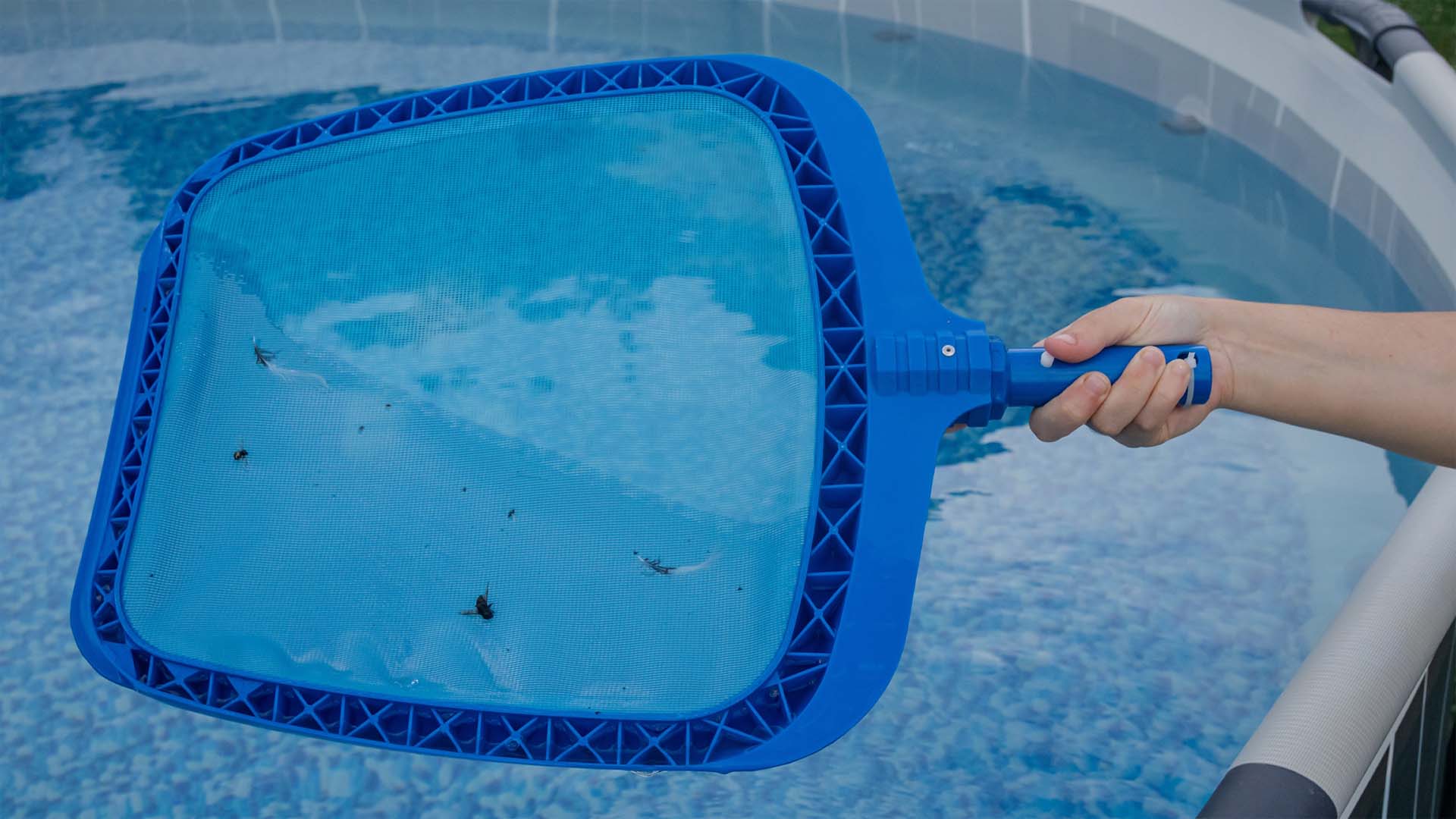 A hand holding a blue pool skimmer net with trapped bugs and debris over a clear pool, demonstrating a method to remove swimming pool bugs and maintain a clean swimming environment.