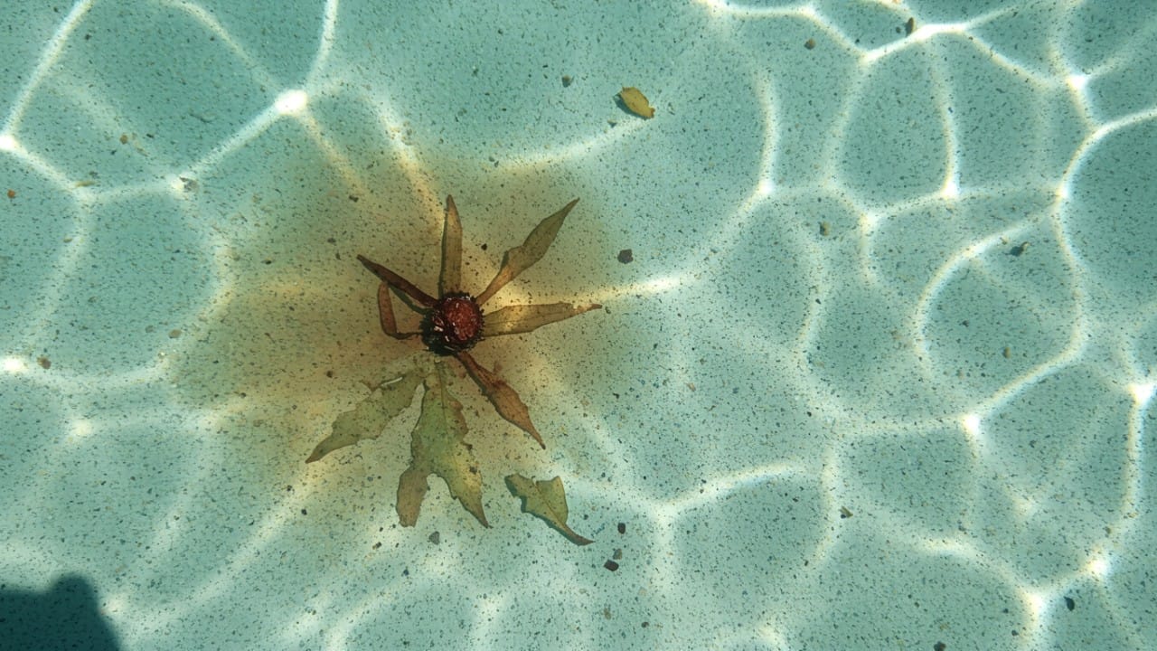 Brown tannin stain on light pool floor plaster caused by a submerged eucalyptus gumnut.