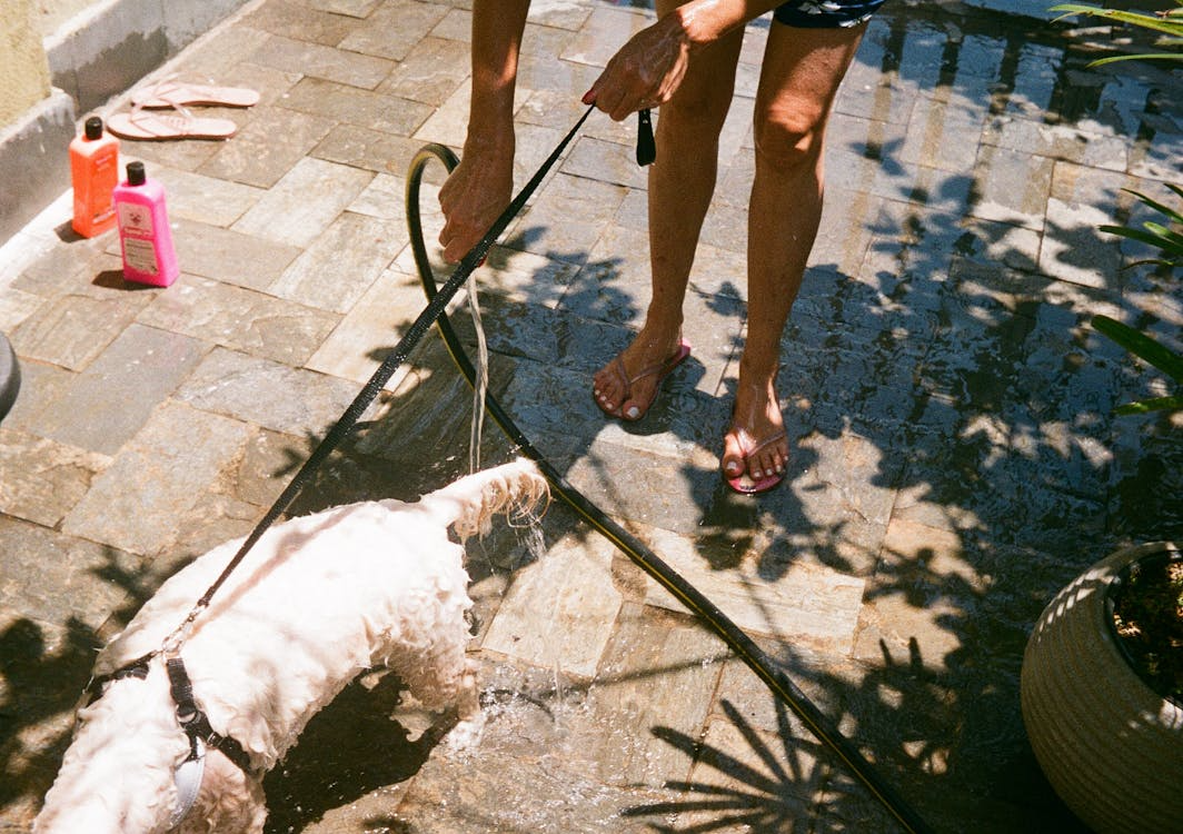 Personne rinçant son chien avant de le laisser nager
