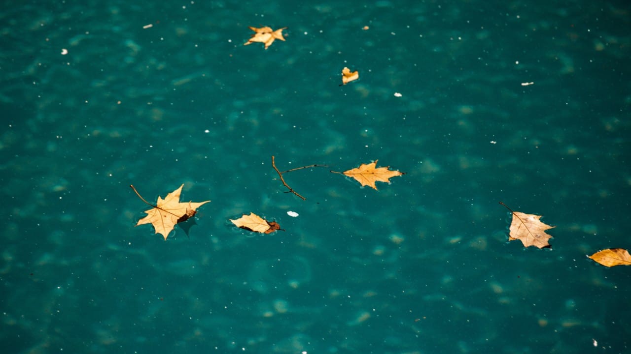 Leaves and organic debris floating on swimming pool surface.