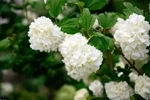 Viburnum shrub with dense white flower clusters and green foliage