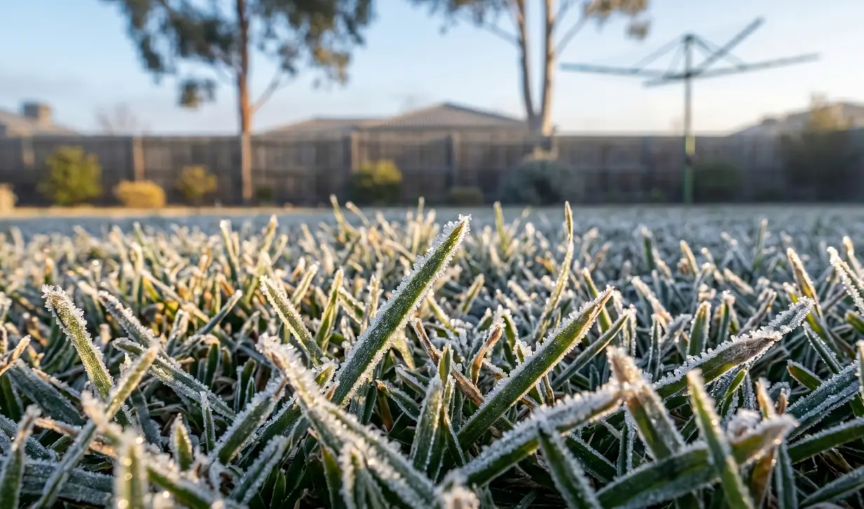 Early morning frost crystals covering lawn grass blades in a cold climate region of Australia.