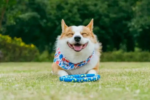 Happy corgi dog lying on a lush, dog-friendly backyard lawn with a toy, showing the result of a well-maintained pet-safe yard.