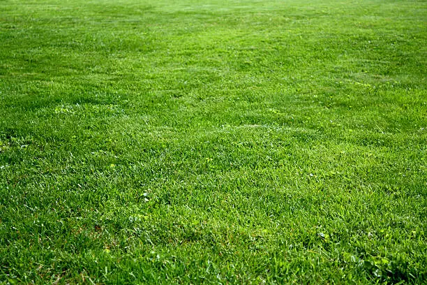 Close-up of lush Kentucky bluegrass, a self-repairing cool-season lawn that fills in small bare spots caused by light dog traffic.