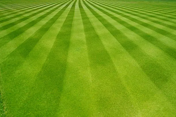A lush green lawn with striking striped patterns created by professional mowing techniques, showing contrast between light and dark green blades. 
