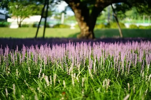 Liriope low mess border plants can be plant around a pool.