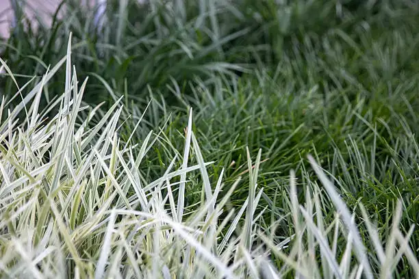 Lomandra low mess border plants can be plant around a pool.