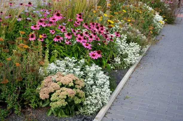 Drought-tolerant perennial garden bed featuring coneflower and sedum, ideal for busy homeowners’ low-maintenance landscaping designs.