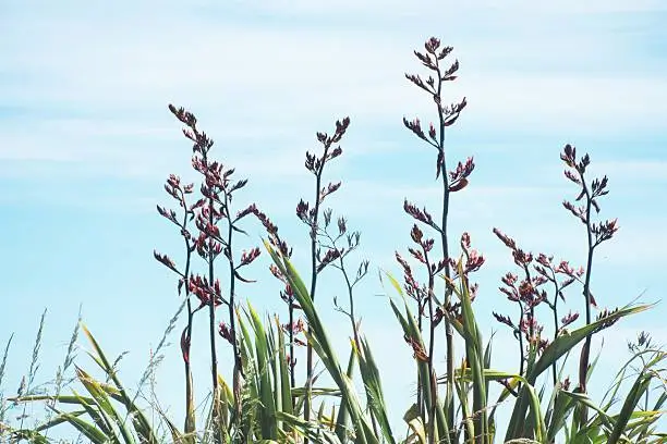 New Zealand Flax plants with tall stems and burgundy flower buds against a blue sky