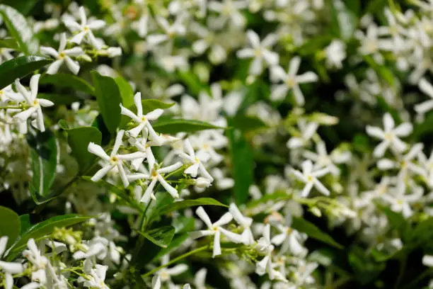 Star Jasmine white star flowers and glossy leaves for poolside landscaping