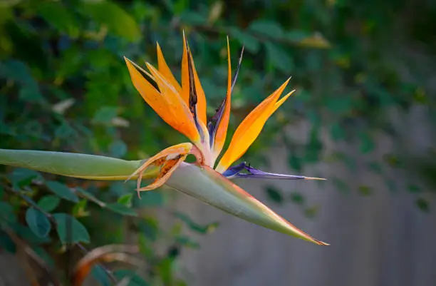 Tropical Bird of Paradise plant with bold foliage for poolside Australian garden landscaping